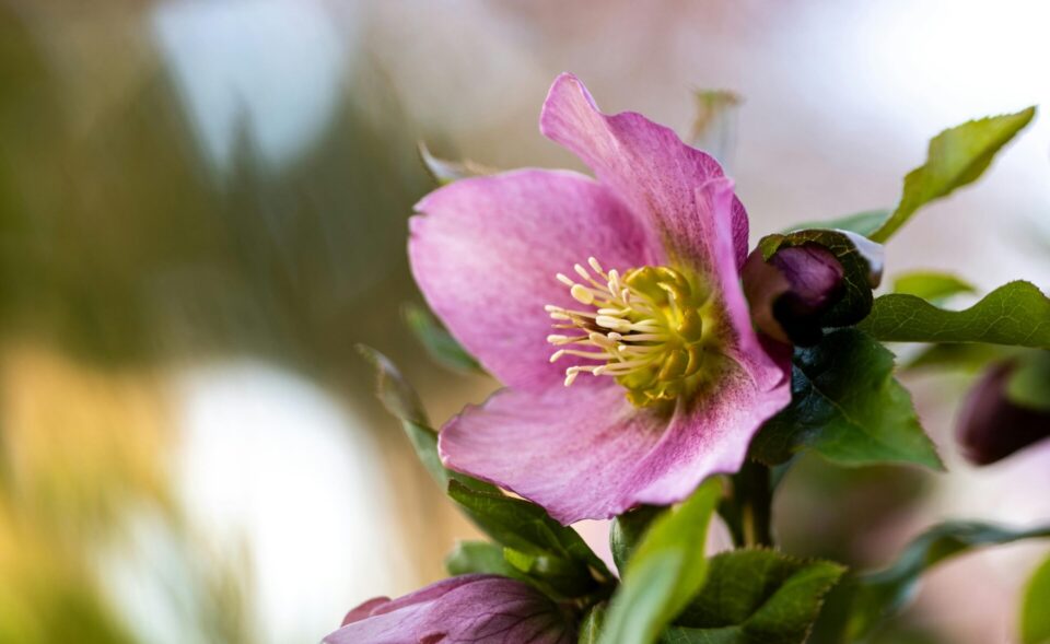 helleborus