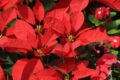 Stella di Natale: come prendersi cura della magnifica Poinsettia e farla rifiorire